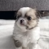 チワワ(ロング)【福岡県・男の子・2025年10月8日・レッド&ホワイト】の写真5