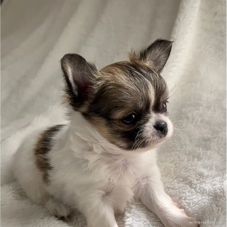A.H 様のお迎えした子犬