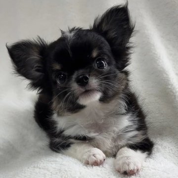 チワワ(ロング)【福岡県・女の子・2024年3月25日・ブラックホワイト&タン】の写真「可愛い女の子♡♡」