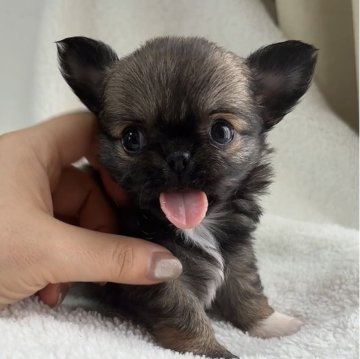 チワワ(ロング)【福岡県・女の子・2024年5月8日・レッド&ホワイト】の写真「小さめ可愛い女の子♡♡」