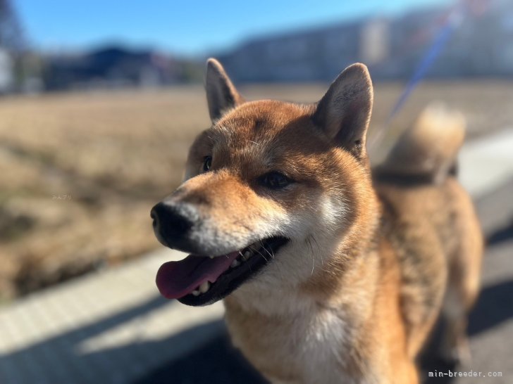村田　優樹(むらた　ゆうき)ブリーダー(新潟県・柴犬など・JKC登録)の紹介写真2