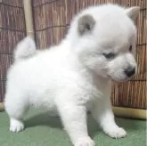 柴犬(標準サイズ)【新潟県・女の子・2026年2月15日・白】の写真3