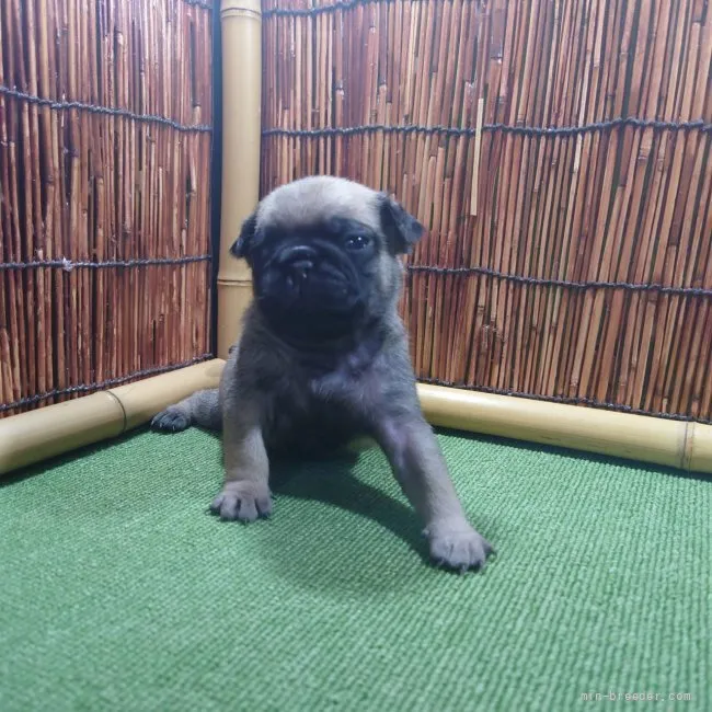 ID:2206-02676の子犬