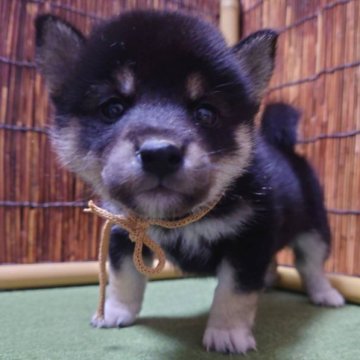柴犬(標準サイズ)【新潟県・女の子・2023年10月17日・黒】の写真「もふもふ黒柴ちゃん❗」