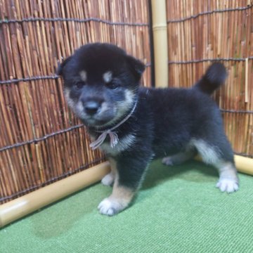柴犬(標準サイズ)【新潟県・女の子・2022年8月2日・黒】の写真「小ぶりな黒柴姉妹❗」