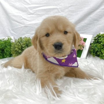 ゴールデンレトリバー【大阪府・男の子・2025年9月17日・ゴールデン】の写真「つぶらな瞳が可愛いイケメン君♡」