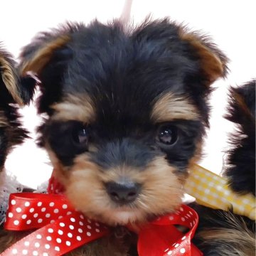 ヨークシャーテリア【大阪府・女の子・2025年9月26日・スチールブルー&タン】の写真「ふんわりした柔らかい毛質が自慢のお姉ちゃん❤︎」