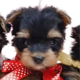 ヨークシャーテリア【大阪府・女の子・2025年9月26日・スチールブルー&タン】の写真1