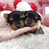 ヨークシャーテリア【大阪府・女の子・2025年9月26日・スチールブルー&タン】の写真4