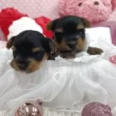 ヨークシャーテリア【大阪府・女の子・2025年9月26日・スチールブルー&タン】の写真5