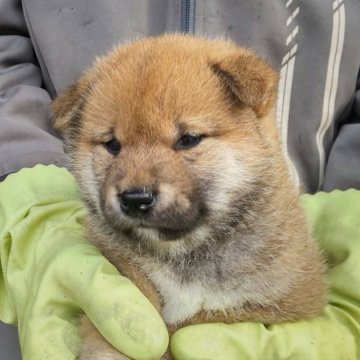 柴犬(標準サイズ)【三重県・女の子・2025年4月8日・赤】の写真「赤毛のメス」