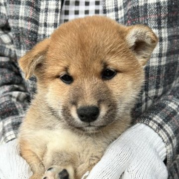 柴犬(標準サイズ)【三重県・女の子・2025年9月14日・赤】の写真「赤毛のメス」