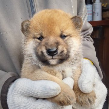 柴犬(標準サイズ)【三重県・男の子・2025年11月3日・赤】の写真「赤毛のオス」