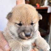 柴犬(標準サイズ)