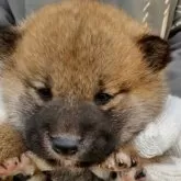 柴犬(標準サイズ)【三重県・女の子・2025年11月3日・赤】の写真3