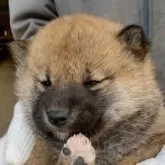 柴犬(標準サイズ)【三重県・女の子・2025年11月3日・赤】の写真5