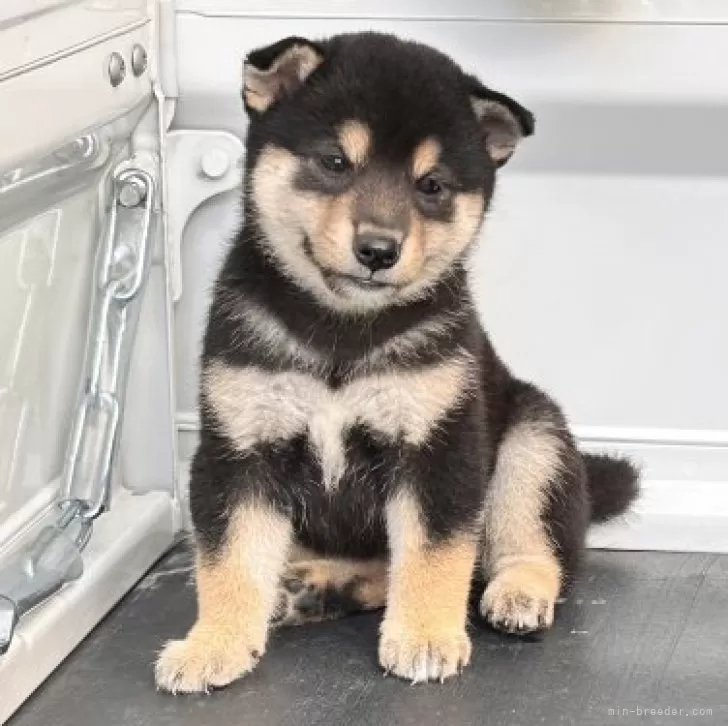 ID：2409-03546の子犬