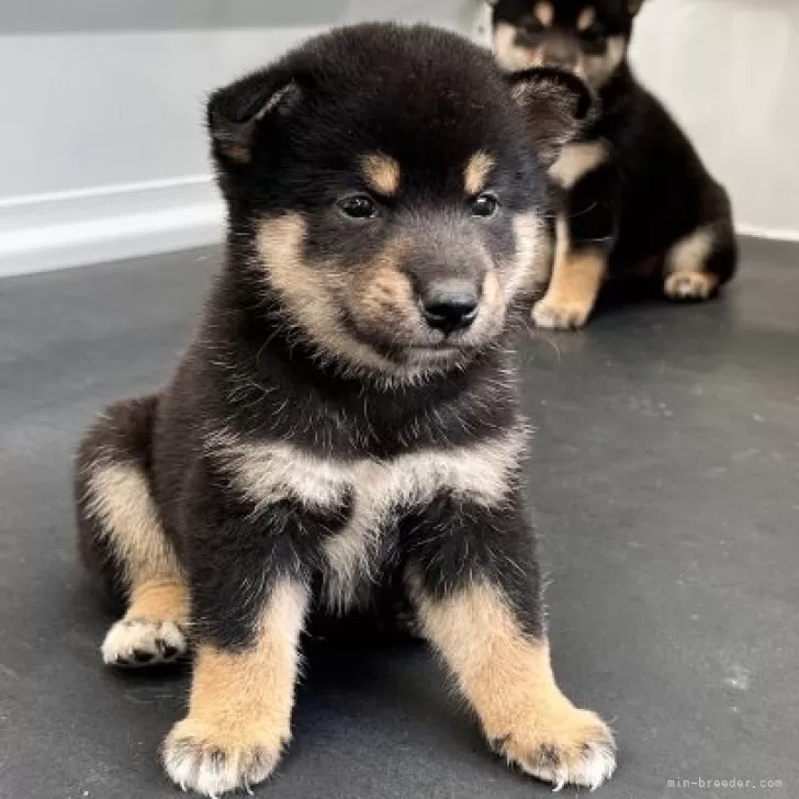 ID：2409-03542の子犬