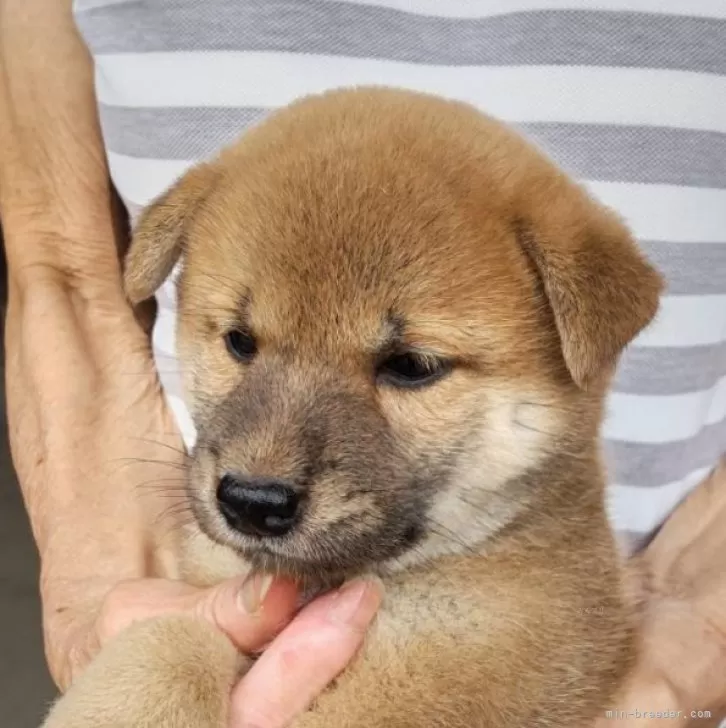 Coo 様のお迎えした子犬