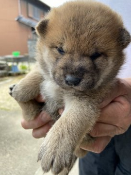 柴犬(標準サイズ)【三重県・女の子・2021年4月16日・赤毛】の写真「赤毛のメスです」