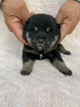 柴犬(標準サイズ)【三重県・男の子・2020年11月2日・黒毛】の写真「黒柴の男の子です♪」