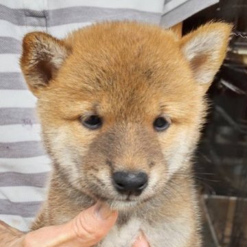 柴犬(標準サイズ)【三重県・男の子・2024年8月21日・赤】の写真「赤毛のオス
優しく可愛らしい」