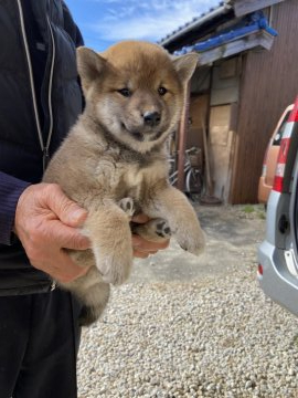 柴犬(標準サイズ)【三重県・女の子・2021年10月12日・赤毛】の写真「赤毛のメス」