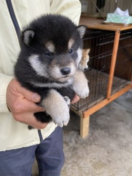 柴犬(標準サイズ)【三重県・男の子・2021年11月20日・黒毛】の写真「黒毛のオス」
