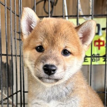 柴犬(標準サイズ)【三重県・女の子・2024年8月21日・赤】の写真「赤毛のメス」