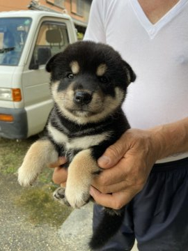 柴犬(標準サイズ)【三重県・女の子・2021年7月9日・黒】の写真「黒毛のメス　綺麗な配色です」