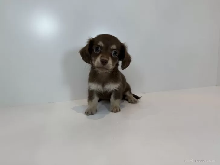 ID：2510-02464の子犬