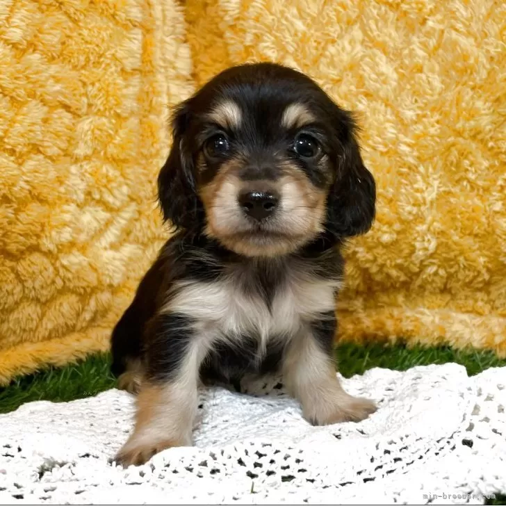 ID:2506-06947の子犬