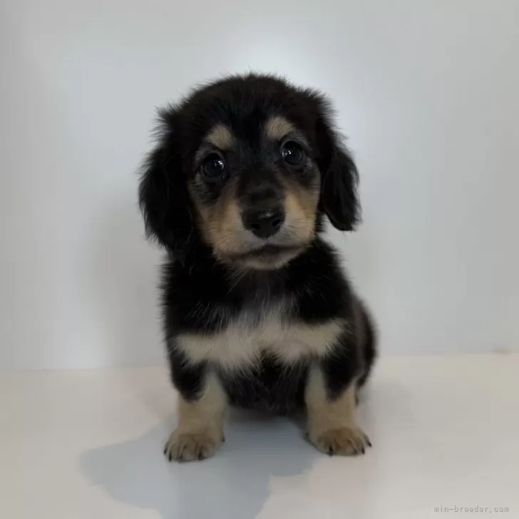 ID:2508-02131の子犬