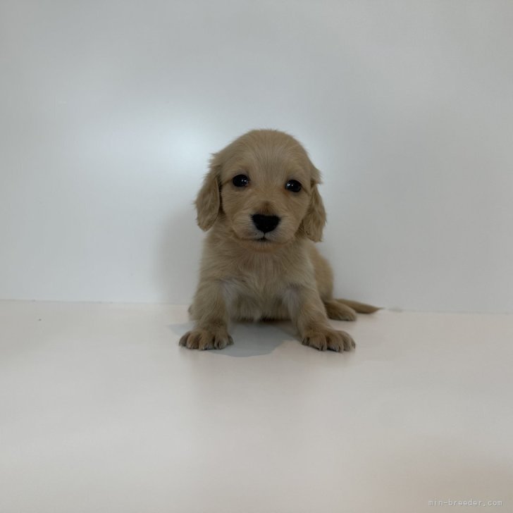 ブリーダー画像