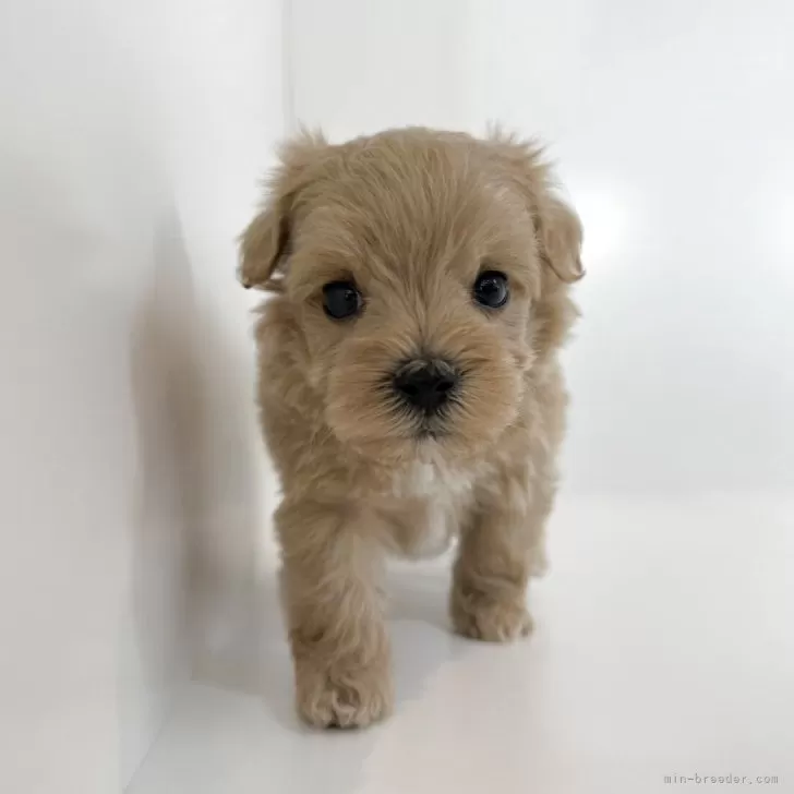 ID:2507-03571の子犬