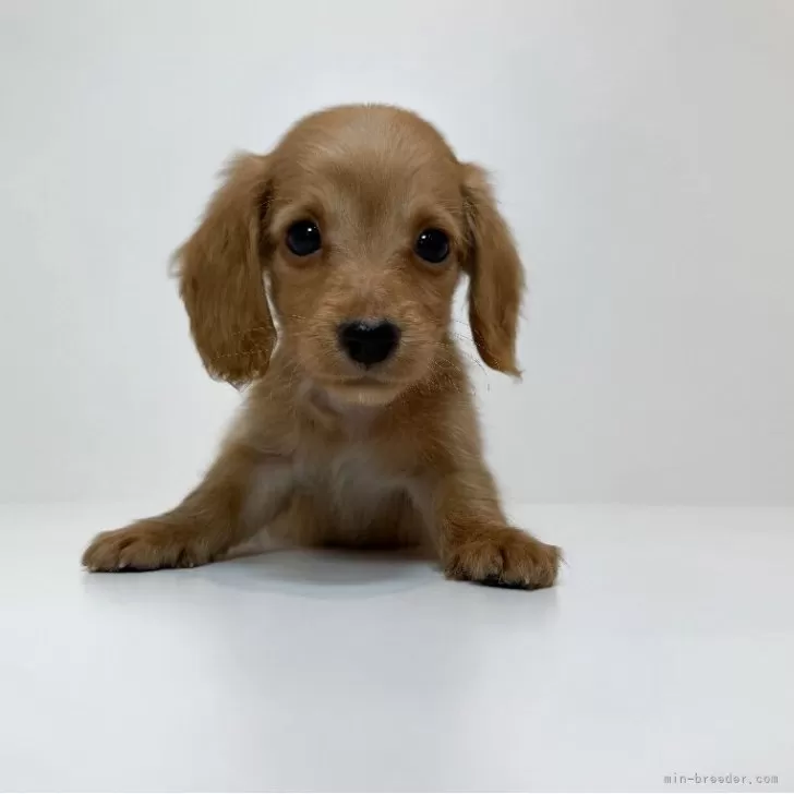 ID:2507-04281の子犬