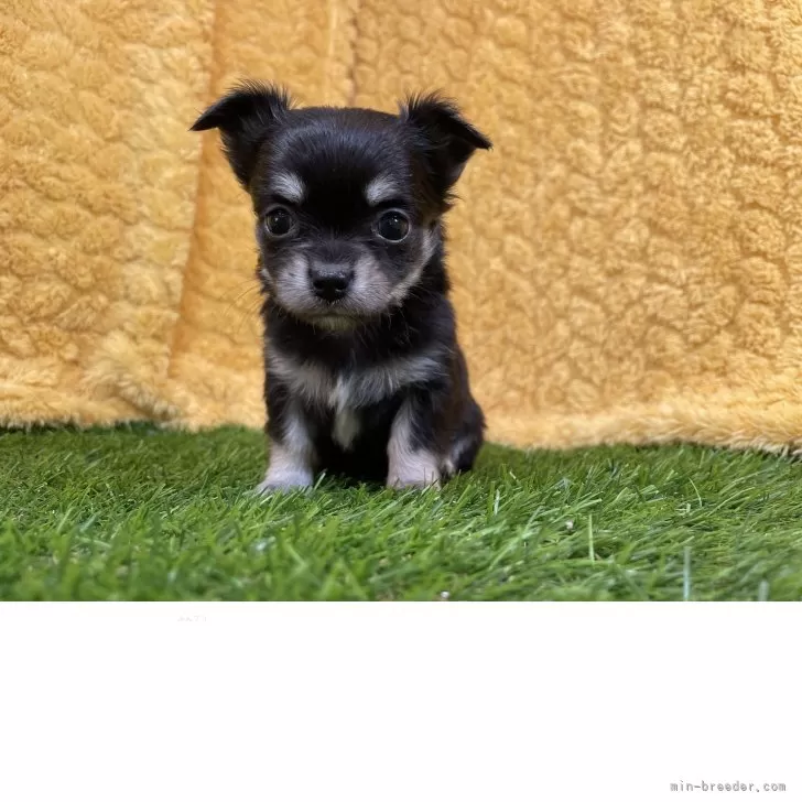 ID：2505-00946の子犬