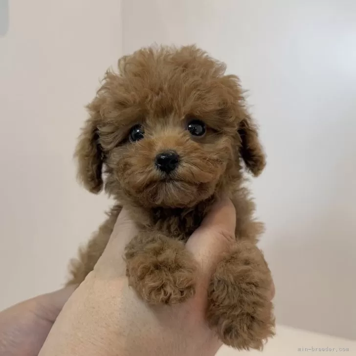 ID：2507-07153の子犬