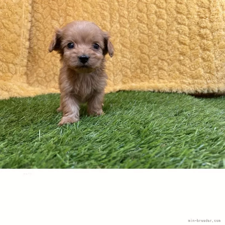 ID:2505-03684の子犬