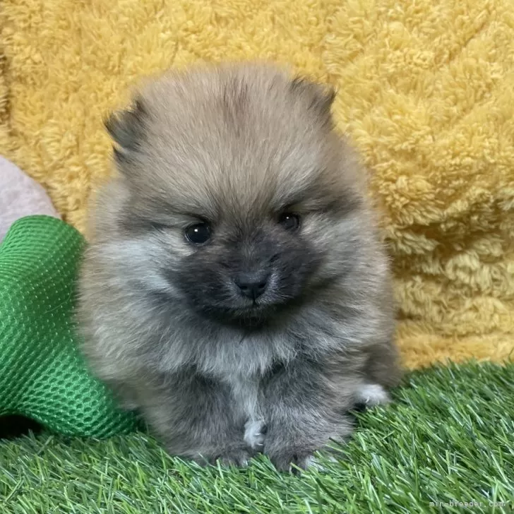 ID:2412-02409の子犬