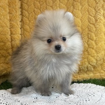 ポメラニアン【広島県・男の子・2025年1月9日・ウルフセーブル】の写真「綺麗系のイケメンくん♡当社管理番号31305」