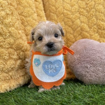 マルプー(トイプードル×マルチーズ)【広島県・男の子・2024年12月19日・クリーム】の写真「おっとり可愛い男の子♪ 当社管理番号:011802」