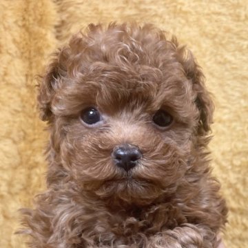 トイプードル(ティーカップ)【広島県・女の子・2024年10月5日・レッド】の写真「おめめクリクリとっても♪ 当社管理番号:11140」