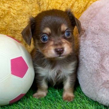 チワックス(チワワ×ダックスフンド)【広島県・男の子・2024年11月12日・チョコレート&イエロー】の写真「キュートなイケメン君♪ 当社管理番号:121202」