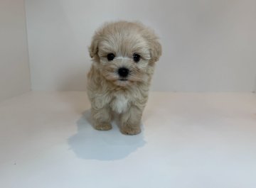 マルプー(マルチーズ×トイプードル)【広島県・男の子・2025年7月11日・クリーム】の写真「コロコロ可愛い男の子♡当舎管理番号:82102」