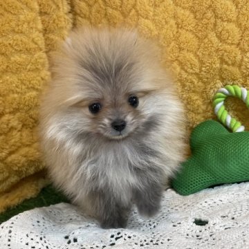 ポメラニアン【広島県・女の子・2025年1月9日・オレンジセーブル】の写真「きゅるるん可愛い女の子♡当社管理番号31306」