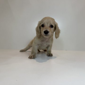 ミニチュアダックスフンド(ロング)【広島県・女の子・2025年7月19日・イエロー】の写真「元気いっぱい女の子♡当社管理番号:100806」