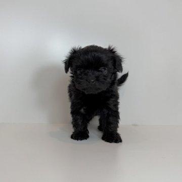 チワプー(チワワ×トイプードル)【広島県・女の子・2025年9月23日・ブラック】の写真「クリクリおめめの女の子♡当社管理番号:110402」