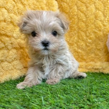 マルプー(マルチーズ×トイプードル)【広島県・女の子・2024年12月5日・クリーム】の写真「つぶらな瞳が可女の子♪ 当社管理番号:011201」