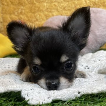 チワワ(ロング)【広島県・男の子・2025年1月6日・ブラックイエロー】の写真「とってもやんちゃボーイ♡当社管理番号20602」